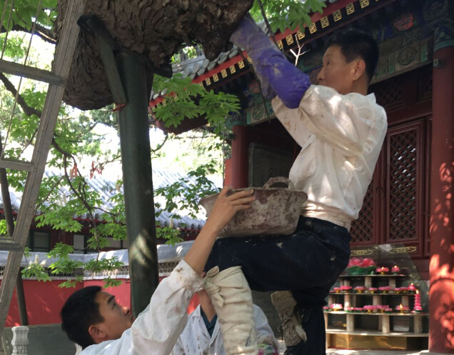 古树体修复过程中
